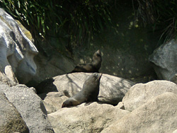 �A�U���V�̎ʐ^